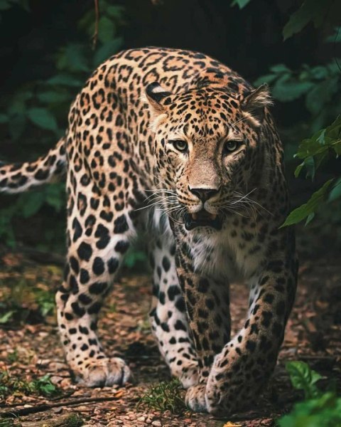 Kocyk z mikroflaneli 120x150 Leopard Lampart pantera liście pled dziecięcy 4942 Kocyk z mikroflaneli 120x150 Leopard Lampart pantera liście pled dziecięcy 4942